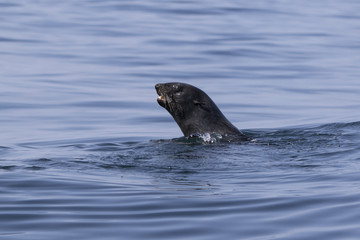 Obraz premium Northern fur seal floating in the water in the Pacific Ocean