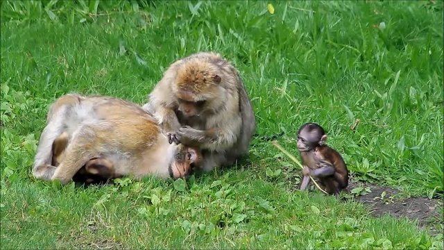 cute monkey sylvana with her babies 
