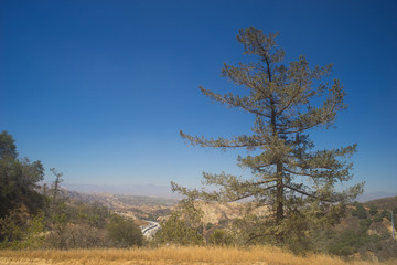 Fototapeta premium Pine over California Highway