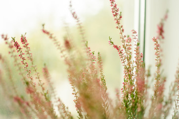 Fototapeta premium calluna vulgaris