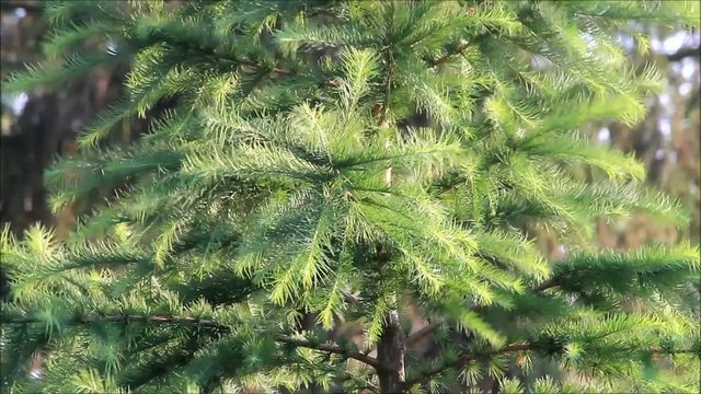 green fir tree blowing in the wind
