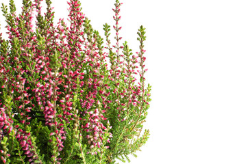 calluna vulgaris