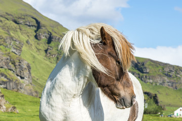 Beautiful white and brown icelandic horse. Iceland.