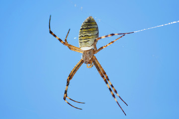 Closeup photography of striped wasp spider