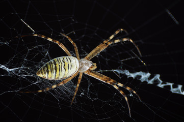 Closeup photography of striped wasp spider