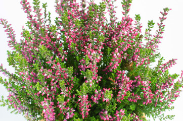 Obraz premium purple calluna vulgaris
