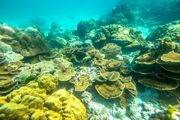 Fototapeta na wymiar Typical seabed of Phuket, Racha Noi in Thailand. Landscape for background.
