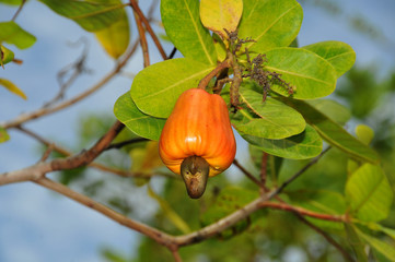 The cashew tree with ripe cashew fruit
