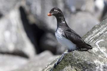 parakeet auklet which sits on a cliff near the colony summer day