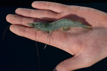 White Tiger Shrimp (Litopenaeus vannamei) aus Aquakultur-Aufzucht