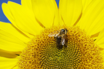 Biene auf einer Sonnenblume