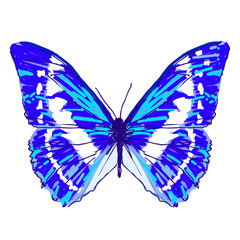 color butterflies,isolated on a white