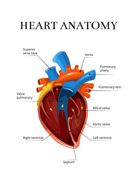 Heart sectional anatomy vector cardiological illustration