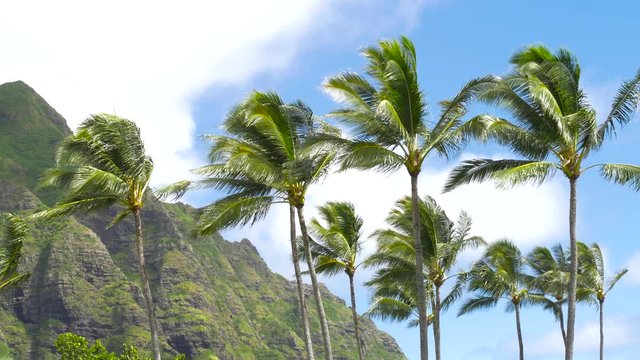 Palm trees blowing in the wind Hawaii. A beautiful green landscape of a mountain on Oahu in Hawaii