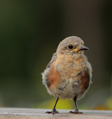 Watchful Bluebird