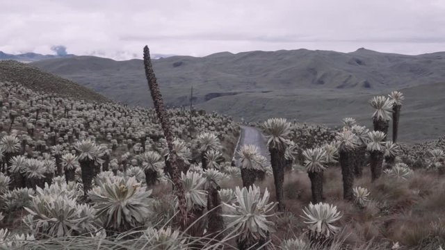 Espeletia or frailejon plants that live at high altitude in p&aacute;ramo (moor) ecosystems in the andes mountains.