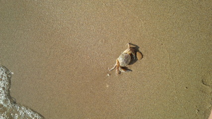 granchio in riva al mare