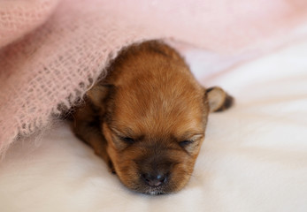 young baby puppy asleep under a blanket