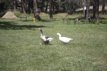 white gooses standing on the green floor