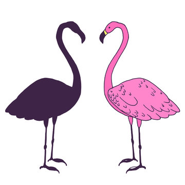 Flamingo bird vector illustration. Beautiful pink animal silhouette hand drawn sketch