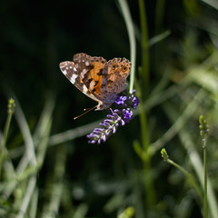 beautiful butterfly on blossoming lavender, dark background
