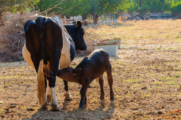 A newborn cow drink milk from mother
