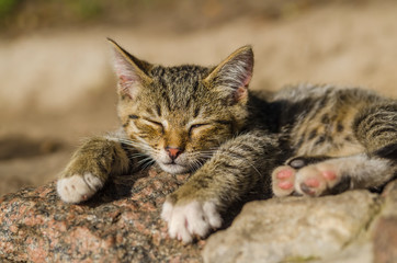 young sleeping small cat
