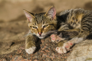 observe young small cat