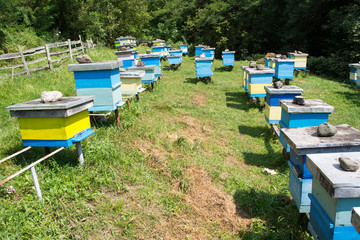 Fototapeta na wymiar Honeycombs full of woorking bees