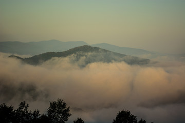 Foggy morning in national park Tara