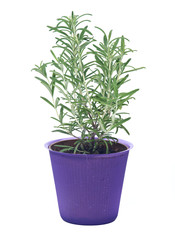 Rosemary in purple pot separated on white background