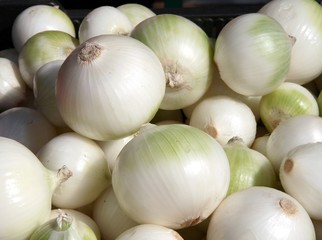 white onion vegetable