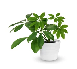 Fototapete Pflanzen Zimmerpflanze - junge Schefflera eine Topfpflanze isoliert über weiß