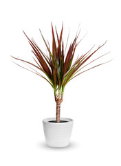 Houseplant - dracaena marginata a potted plant isolated over whi