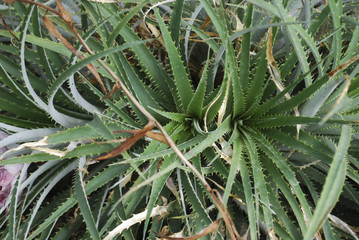Fototapeta premium Ochagavia carnea (the Tresco rhodostachys) leaves. This species is endemic to Chile.