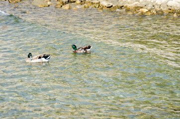 PATOS EN EL MAR PUERTO SOLLER