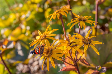 red admiral onleopardplant flower