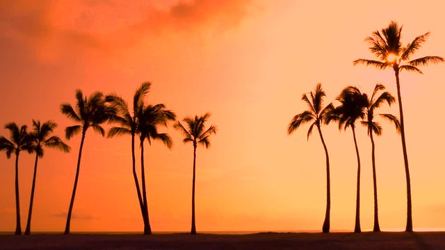 Tropical sunset sky with palm trees silhouette in Oahu Hawaii