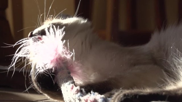 Chatton Ragdoll jouant