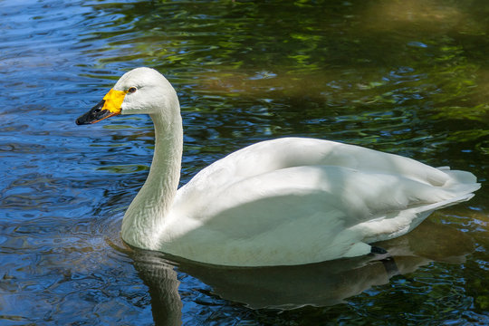 white swan at lake blue water