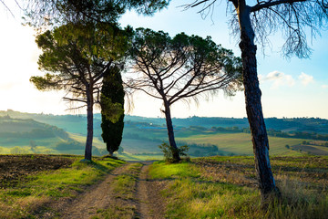 un chemin sous des arbres au milieu des champs labourés de Toscane