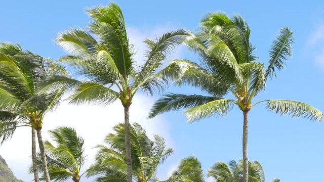 Palm trees blowing in the wind Hawaii. 
Palm trees and clear blue sky on Waikiki Beach, Honolulu, Oahu, Hawaii, USA.