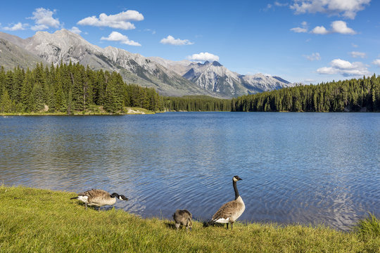 Canada Goose Family on the Shore of a Mountain Lake - Jasper National Park, Canada