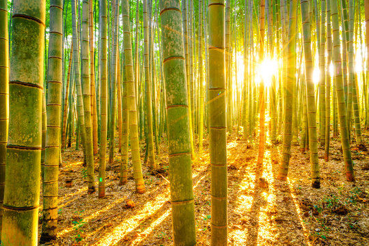 Fototapeta Bamboo forest with sunny in morning