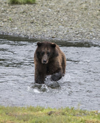 Obraz na płótnie Canvas Brown Bear Fishing at Pack Creek