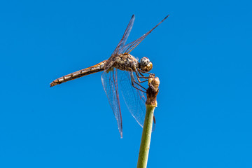 Libélula fondo azul