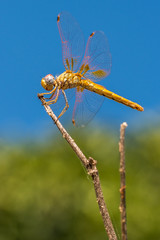 Libélula fondo azul