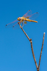 Libélula fondo azul