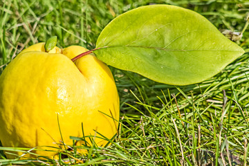 Ripe yellow quinces with a green leaf in the grass