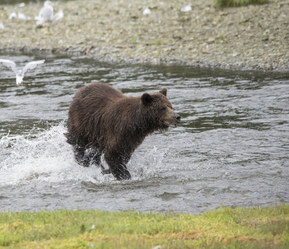 Fishing Brown Bear, Alaska